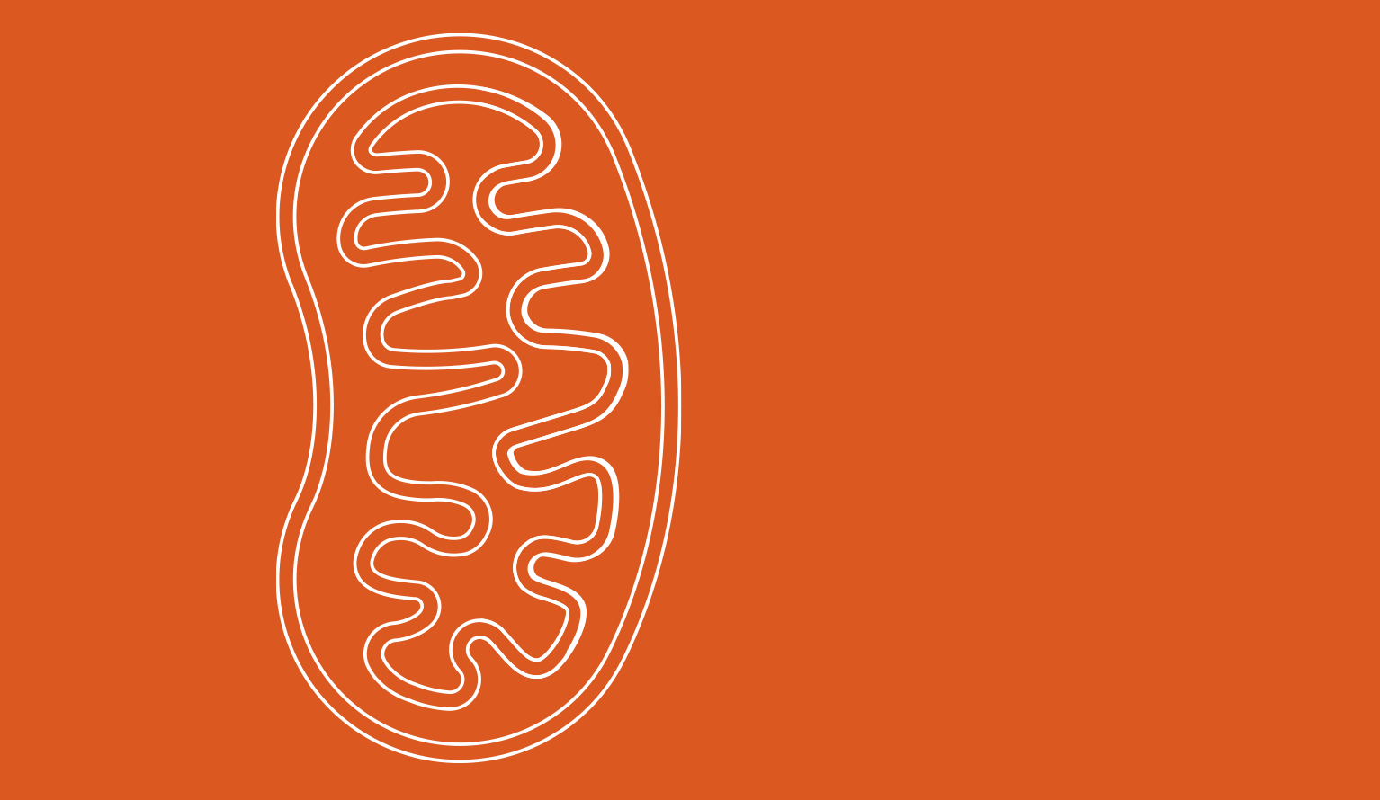 mitochondria